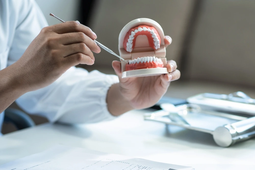 A dentist demonstrating dental care using a model of teeth and gums while sitting at a table with dental tools.